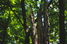 画像をギャラリービューアに読み込む, オーガニック　ブレンド　エッセンシャルオイル　”浄化ブレンド”　
